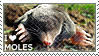 I love moles